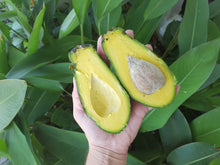 Load image into Gallery viewer, Avocados/shepard (SOUTH)
