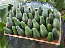 Load image into Gallery viewer, Avocados/shepard (SOUTH)
