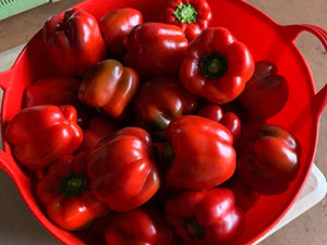 Capsicum/mixed colours (SOUTH)