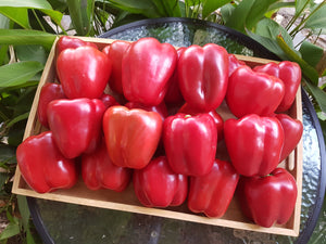 Capsicum/red