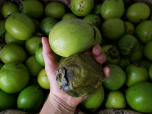 Load image into Gallery viewer, WS Black sapote

