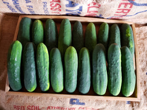 Cucumber/mixed varieties
