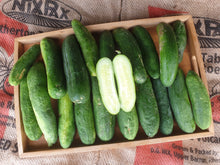 Load image into Gallery viewer, Cucumber/mixed variety - Spray free
