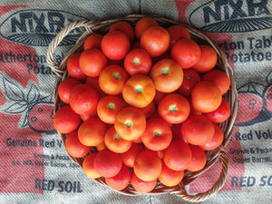 Tomatoes/gourmet (SOUTH)