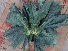 Load image into Gallery viewer, WS Kale/black tuscan
