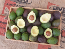 Load image into Gallery viewer, Avocados/carmen (hass cousin)
