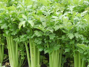 Celery/bunch (South)