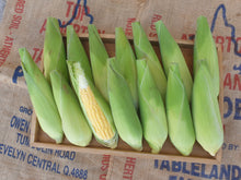 Load image into Gallery viewer, Sweet corn

