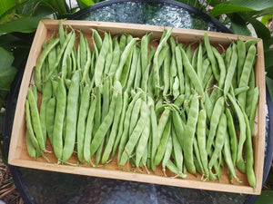 Beans/green (SOUTH)