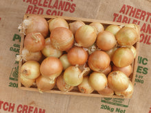 Load image into Gallery viewer, WS Onions/brown (large size)
