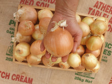 Load image into Gallery viewer, WS Onions/brown (large size)
