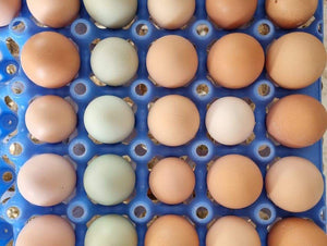 Eggs/free range 12pk