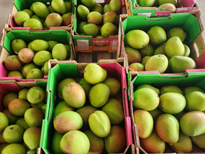 WS Mangoes - KP (Bowen) - SECONDS