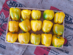 Capsicum/yellow