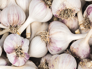 WS Garlic/purple - Spray free