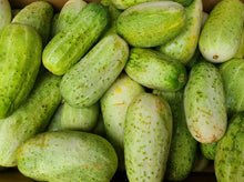 Load image into Gallery viewer, Cucumber/italian acid free
