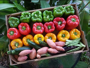 Capsicum/mixed colours (SOUTH)