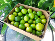 Load image into Gallery viewer, Limes/tahitian
