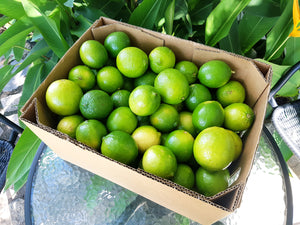 Limes/tahitian