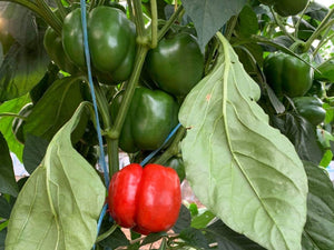 Capsicum/yellow