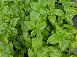 WS Basil