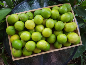 Limes/tahitian