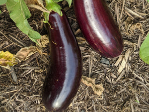 WS Eggplant