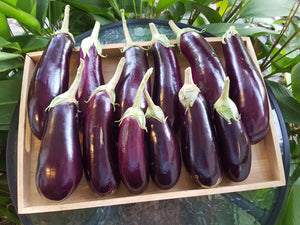 WS Eggplant