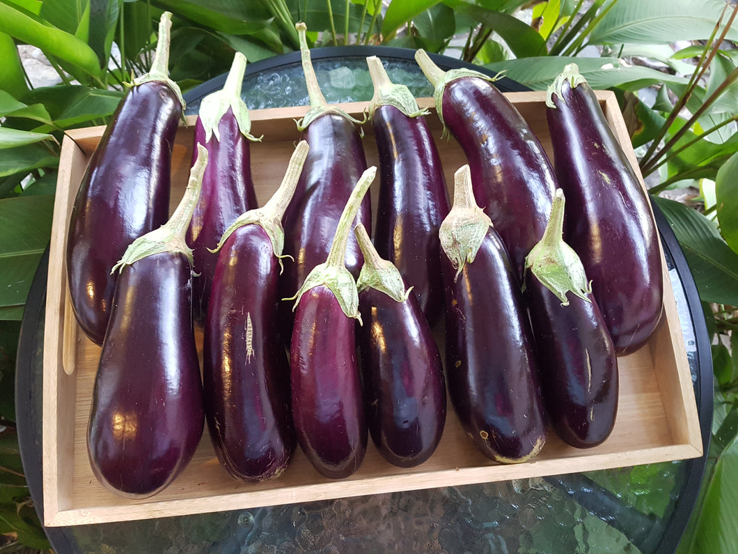 WS Eggplant