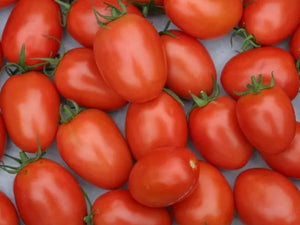 Tomatoes/roma