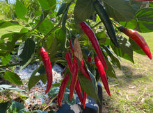 Load image into Gallery viewer, Chillies/red &amp; green mix - spray free
