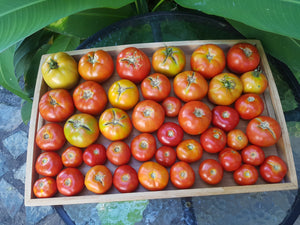 Tomatoes/mixed variety - spray free