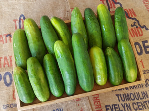 Cucumber/mixed varieties