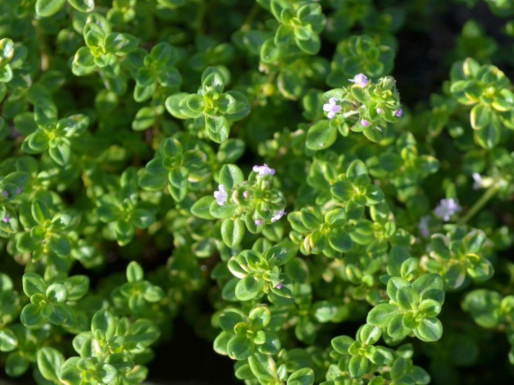 Lemon/citrus thyme - spray free