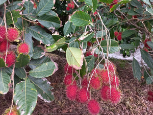 Rambutans - spray free