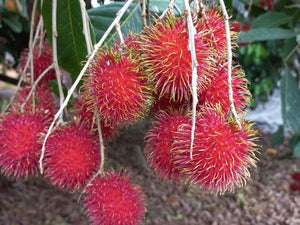 Rambutans - spray free