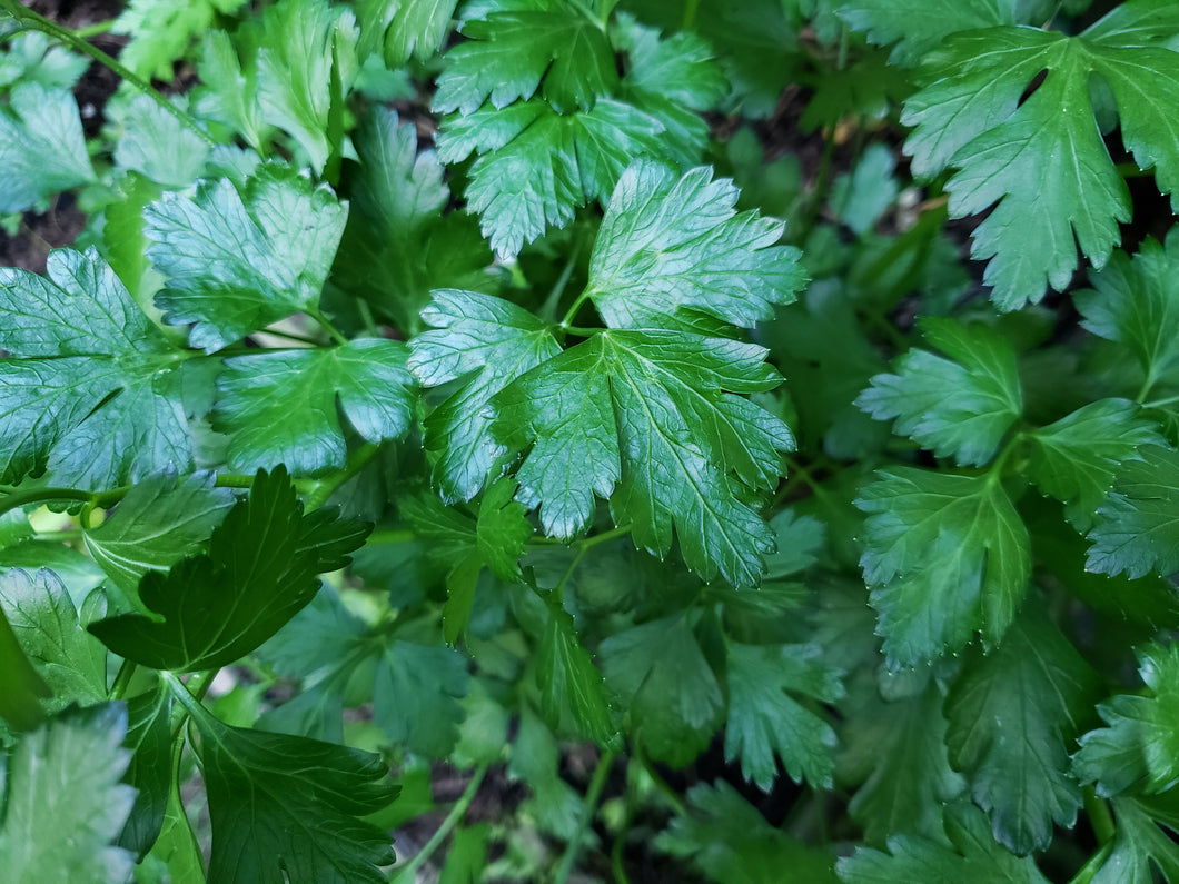 Parsley/Italian - spray free