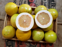 Load image into Gallery viewer, WS Pomelo/yellow
