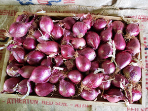 WS Onions/red