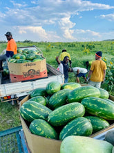 Load image into Gallery viewer, Watermelon/red tiger - seeded
