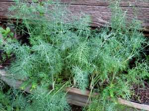 Dill - spray free