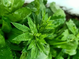 Coriander/sawtooth - spray free