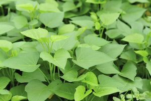 Sweet potato greens/tendrils - spray free