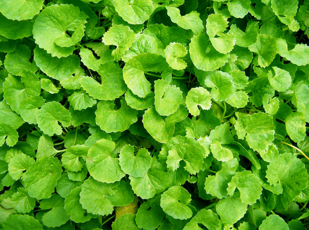 Gotu kola punnet - spray free