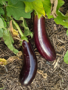 WS Eggplant