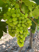 Load image into Gallery viewer, Grapes/green seedless
