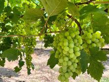 Load image into Gallery viewer, WS Grapes/green/seedless
